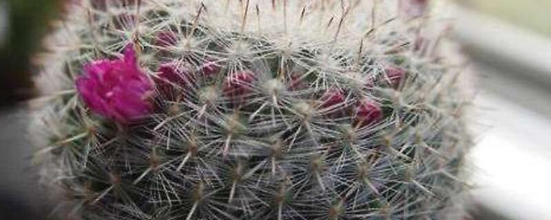 玉翁怎么养 玉翁怎么养能开花