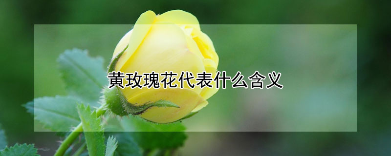 黄玫瑰花代表什么含义（黄色玫瑰花代表的含义）