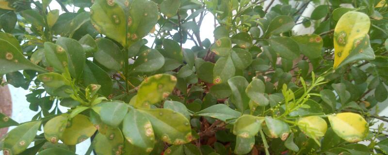 米兰干枯还能救活吗 刚栽的米兰干枯急救方法