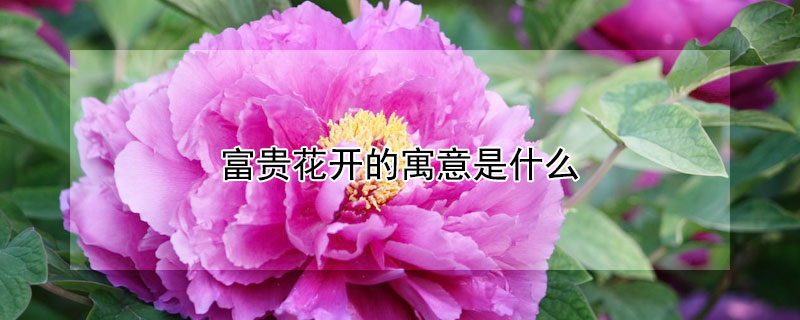 富贵花开的寓意是什么（花开富贵花寓意是什么）