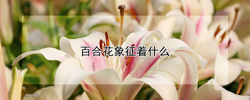 百合花象征着什么 茹志鹃的百合花象征着什么