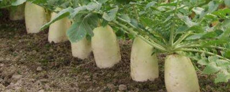 萝卜开花怎么养 萝卜开花好吗