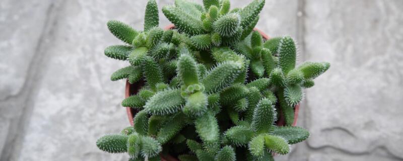 雷童怎么繁殖 雷童几月扦插