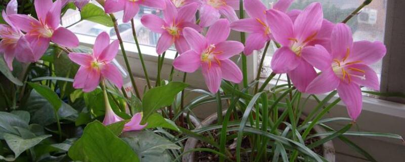 韭莲花的养殖养护方法 韭莲花的养殖养护方法及防止病虫害