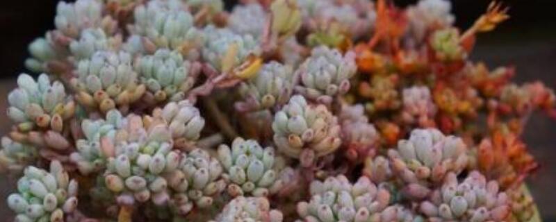 蓝豆怎么爆盆 多肉蓝豆怎么养爆盆