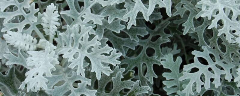 银叶菊需要打顶吗（球菊需要打顶吗）