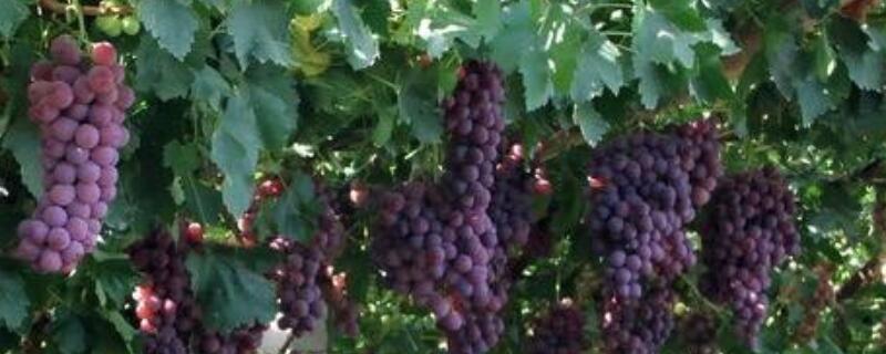 葡萄的压条繁殖技术 葡萄怎么压条繁殖技术