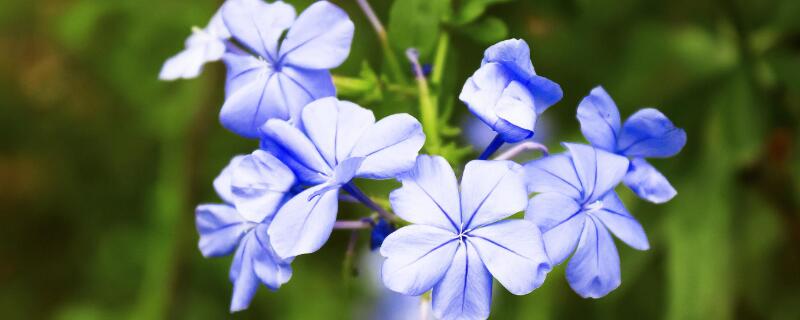 蓝雪花冬天怎么修剪（蓝雪花冬天应怎样剪枝）