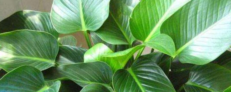 金钻如何爆盆 网购金钻如何上盆