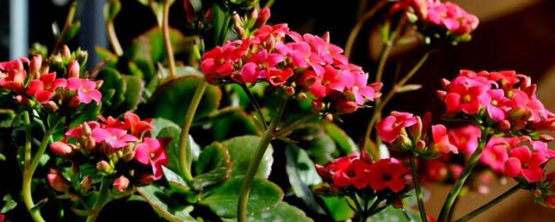 长寿海棠的养殖方法（长寿海棠怎么种）