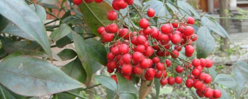 红豆花在花瓶怎么养（红豆花如何养）