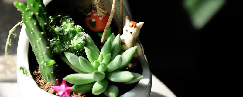 多肉伴侣使用方法 多肉伴侣有什么效果?