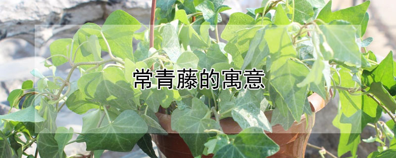常青藤的寓意（常青藤的寓意是什么意思）