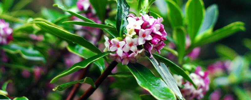 瑞香扦插水培技巧 瑞香扦插生根最快方法