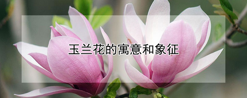 玉兰花的寓意和象征（玉兰花的寓意和象征风水）