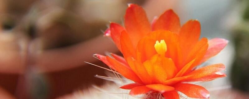 白雪光的养殖方法（白雪怎么养）