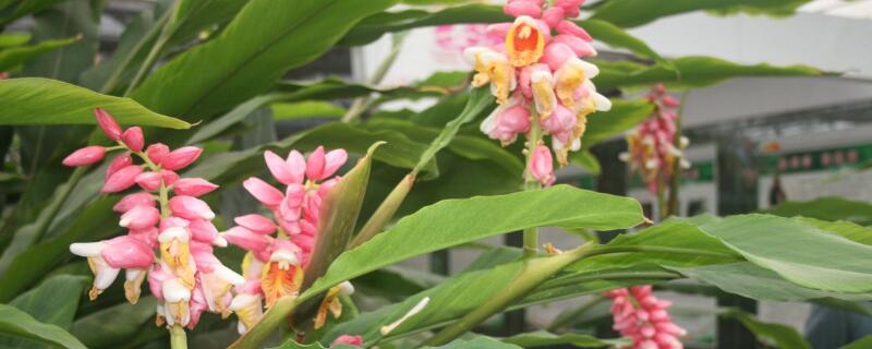 姜花怎么不开花 姜怎么会开花