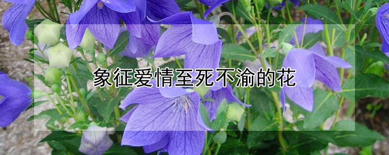 象征爱情至死不渝的花 勿忘我