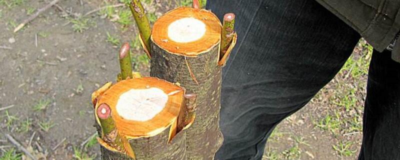 树接枝方法（嫁接树枝方法）