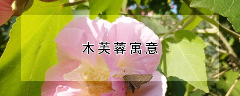 木芙蓉寓意（木芙蓉象征）