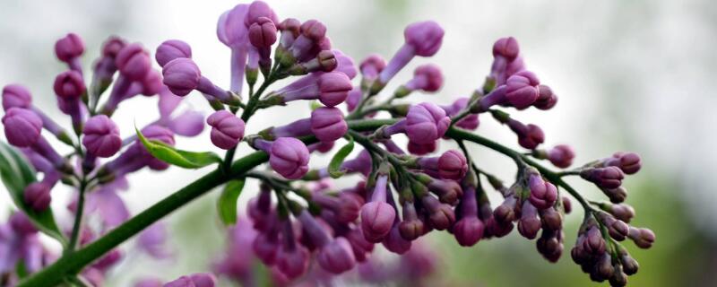 丁香怎么育苗（丁香花怎样育苗）