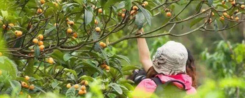 树上的枇杷怎么摘(摘枇杷要把树枝摘下来吗)
