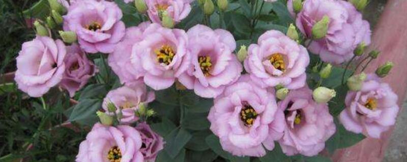 洋桔梗盆栽怎么养（洋桔梗盆栽怎么养护）