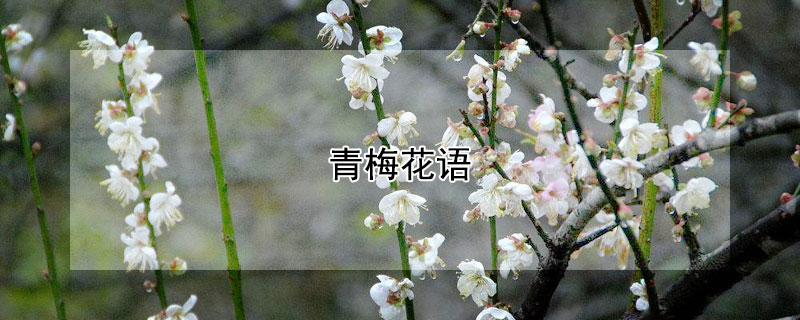 青梅花语 白梅 花语