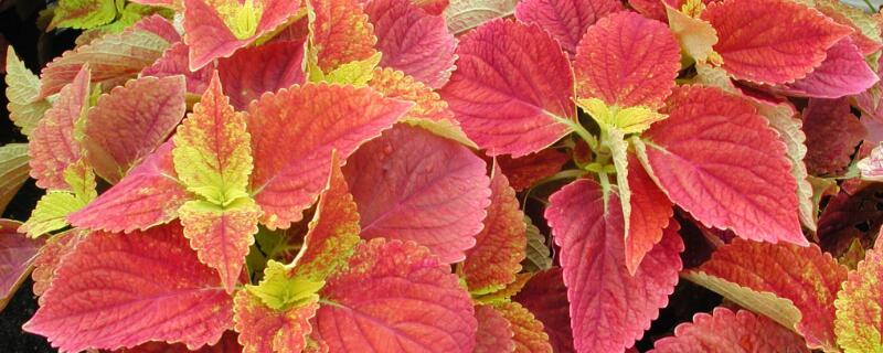 彩叶草养殖方法 彩叶草怎么养殖方法