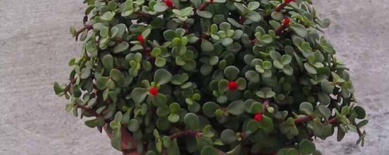 多肉金枝玉叶花怎么养(金枝玉叶多肉植物怎么养)
