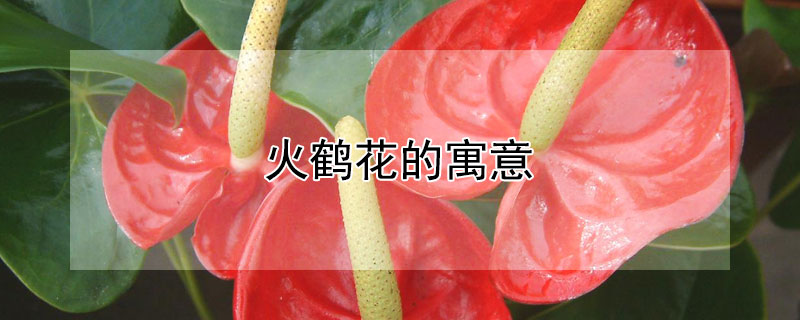 火鹤花的寓意(火鹤花的寓意是什么)