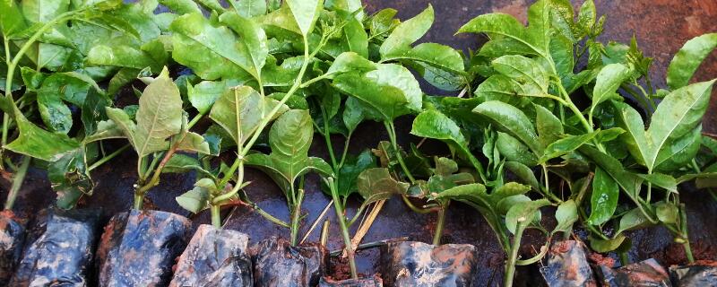 百香果扦插几天发芽 百香果几时可以扦插