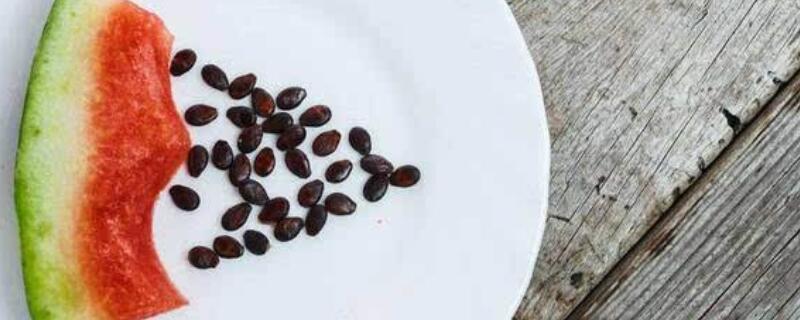 西瓜籽怎么发芽 西瓜籽怎么发芽教学