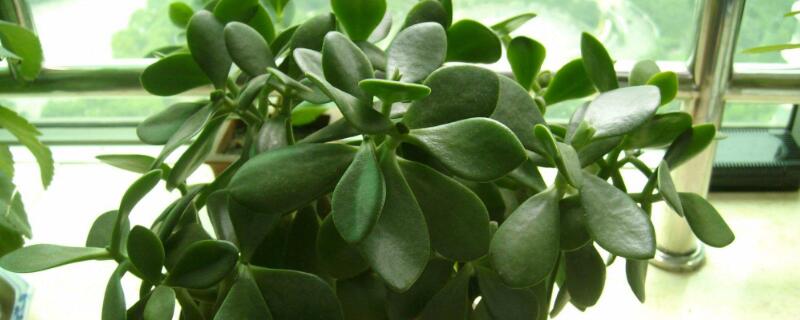 绿玉树怎么修剪 绿玉树剪枝方法图片