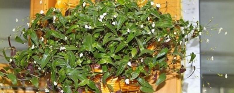 婚纱吊兰怎么养(婚纱吊兰怎么养叶子才能红)