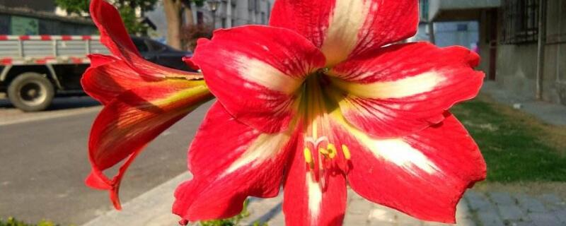 朱顶红种球几月种植(朱顶红种球几月种植最好)