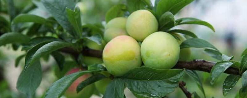 李子树怎么修枝丫 李子怎么修剪