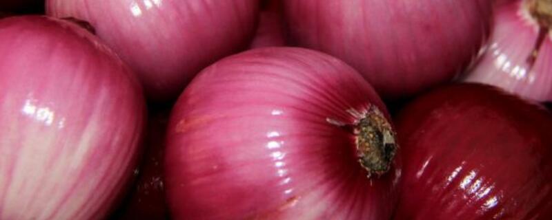 洋葱几月份育苗移栽 洋葱几月份育苗移栽 馒头队长vy