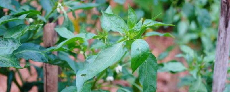 辣椒树叶子卷曲原因（盆栽辣椒叶子卷曲是什么原因）