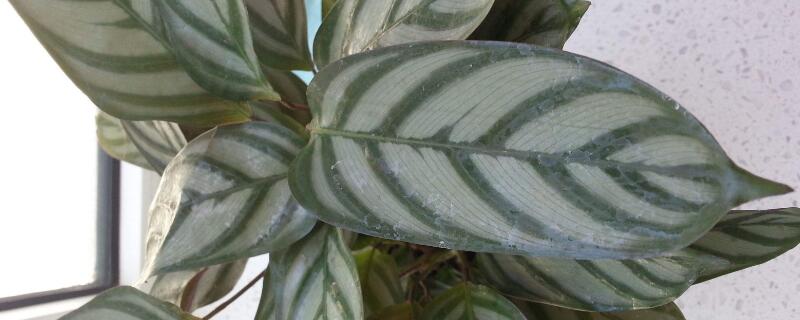 红羽竹芋怎么浇水（红羽竹芋的养殖方法）