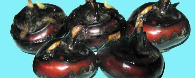 荸荠什么季节有（荸荠什么季节有卖）