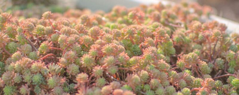 薄雪万年草怎么变色（薄雪万年草怎样才能养出状态）