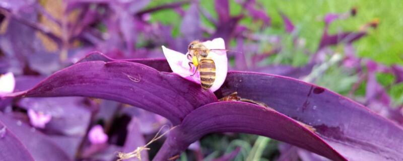 紫吊兰怎么扦插 紫吊兰怎么扦插图解