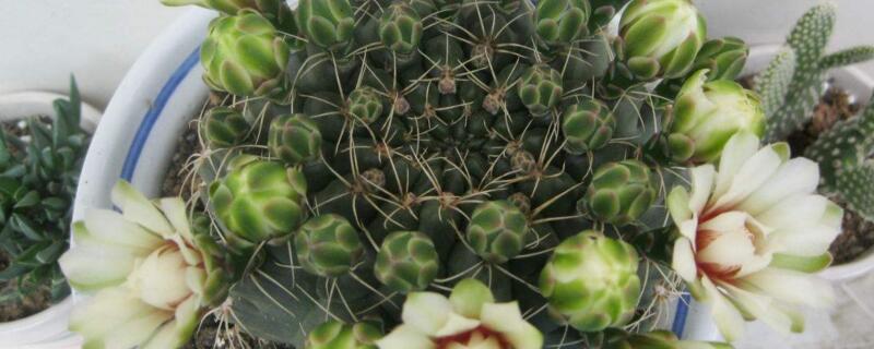 绯花玉不长小球原因 绯花玉只开花不长球