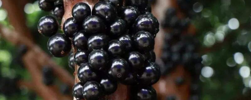 嘉宝果怎样施肥才正确 嘉宝果如何施肥