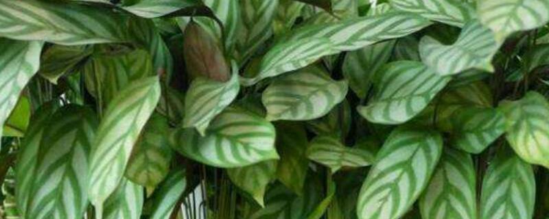 孔雀竹芋叶子向下耷拉 孔雀竹芋叶子耷拉下来