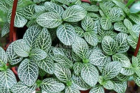 网纹草如何快速生长