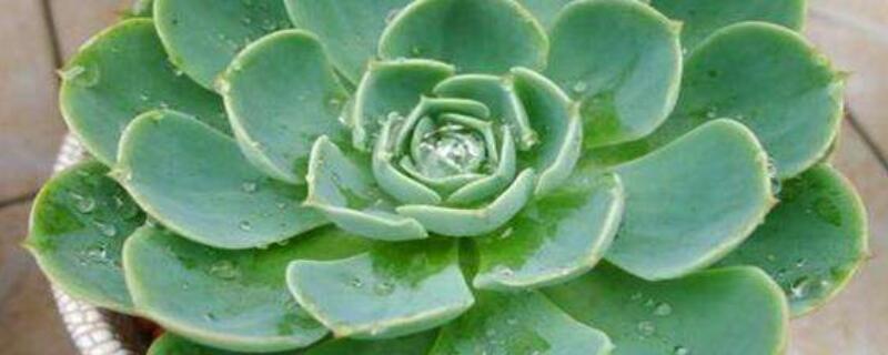 摊大饼多肉怎么补救（摊大饼的多肉怎么救）