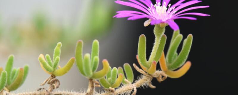 枝干番杏为什么不开花（番杏科开花）