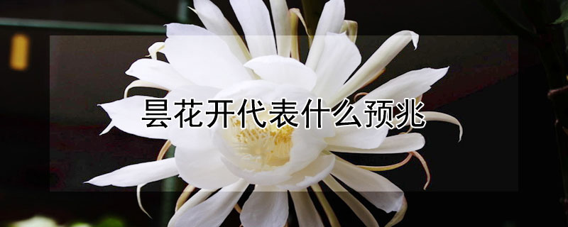 昙花开代表什么预兆（昙花开的预兆）